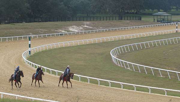 thoroughbred-roping-horse-equine-service