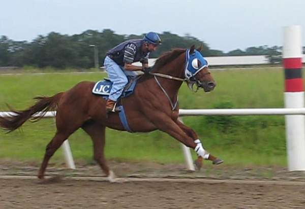 equine-general-equine-service