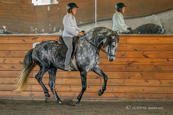 andalusian-equine-service-in-lovettsville-va