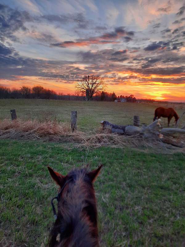 equine-trainers