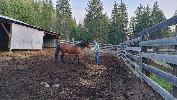 equine-general-equine-service