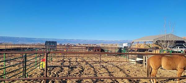 horse-boarding-in-olathe-co