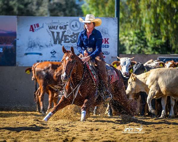 quarter-horse-equine-service-in-queen-creek-az