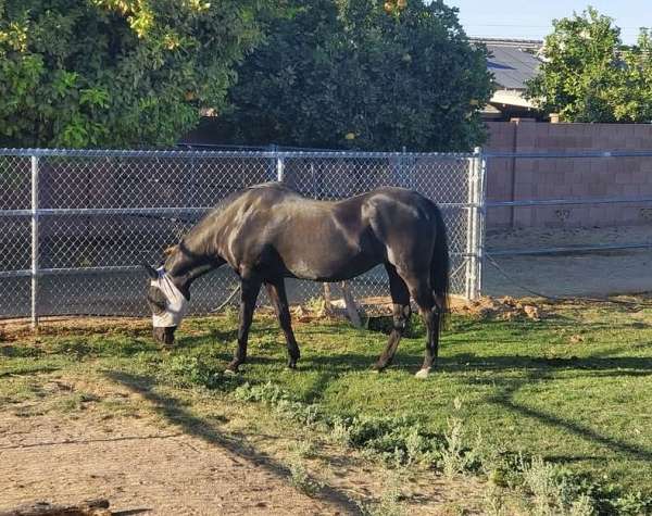 equine-boarding