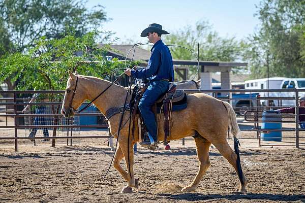 roping-businesses-in-scottsdale-az