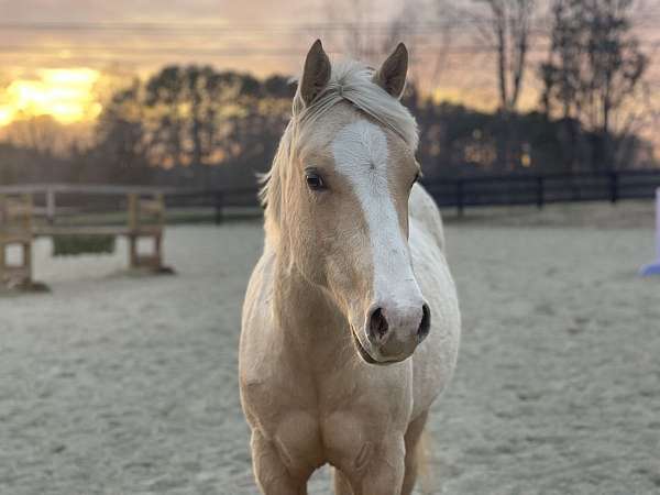 horse-exercise-riders-in-madison-va
