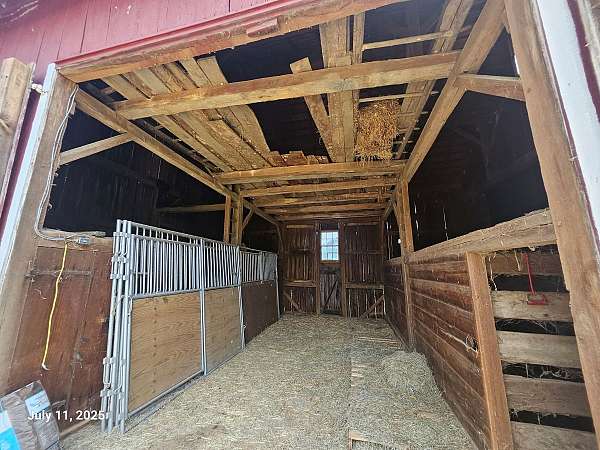all-around-horse-equine-service