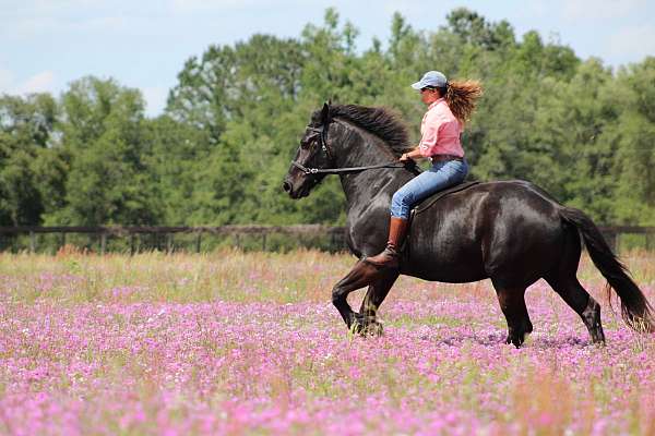 mixed-breed-equine-service-in-dunnellon-fl