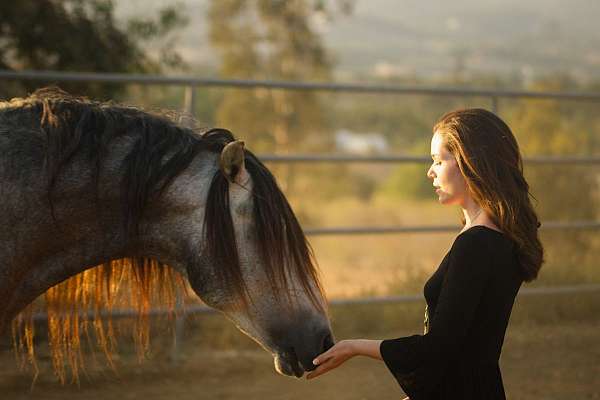 equine-trainers