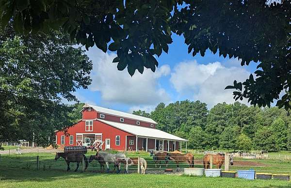 dressage-businesses-in-delaware