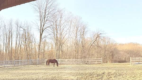 all-purpose-businesses-in-perrysville-oh