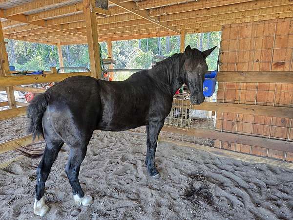 equine-boarding