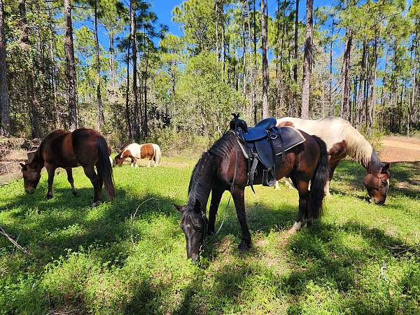 horse-equine-service-businesses-in-santa-rosa-beach-fl