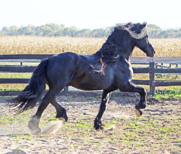black-show-winner-horse