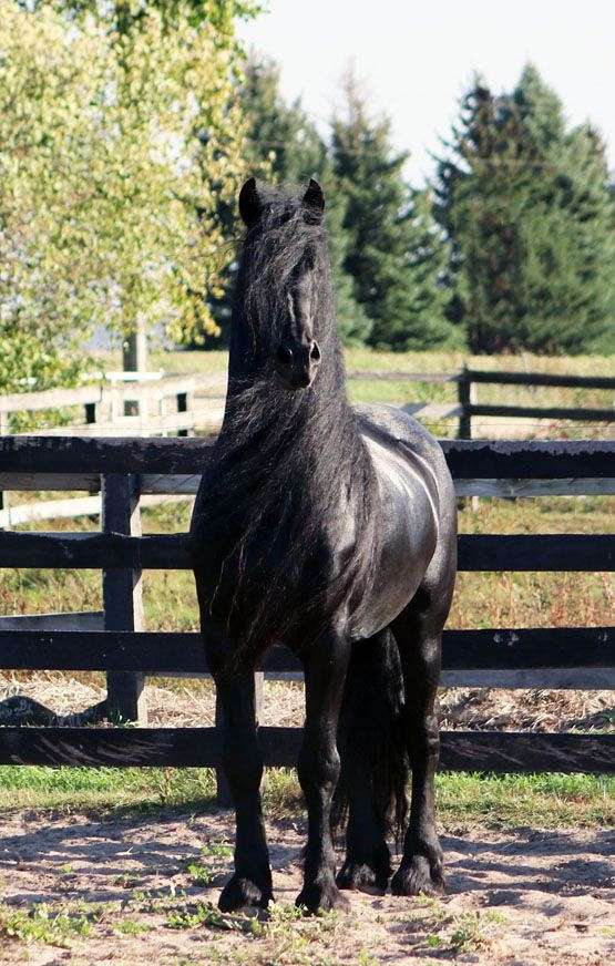 black-fhana-stallion