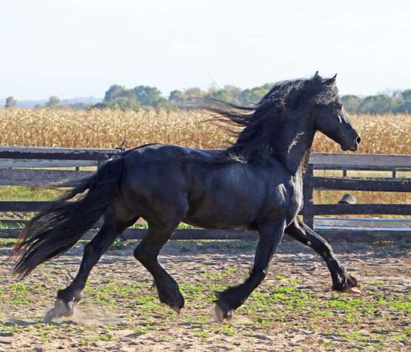sporthorse-friesian-horse