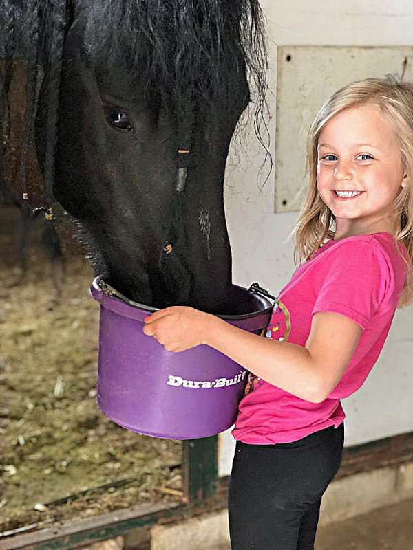 two-year-old-friesian-horse