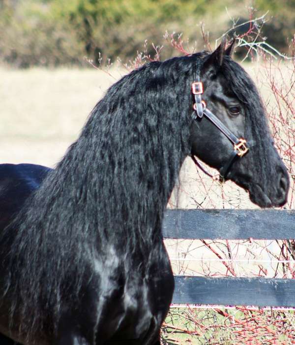 black-all-around-horse