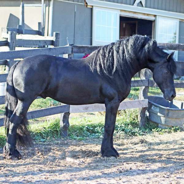 homozygous-black-horse