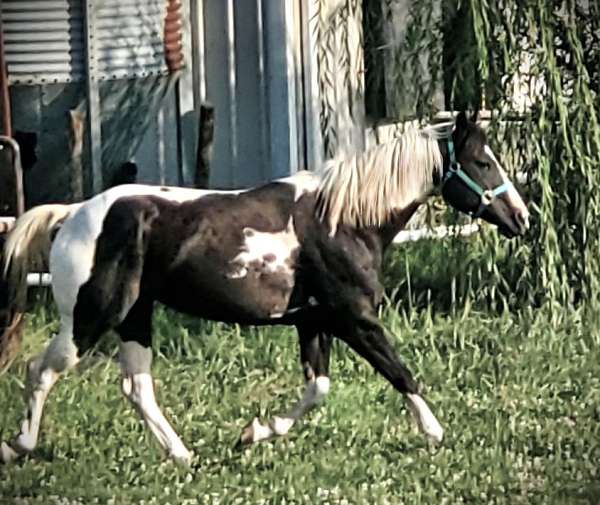 homozygous-tobiano-and-black-horse