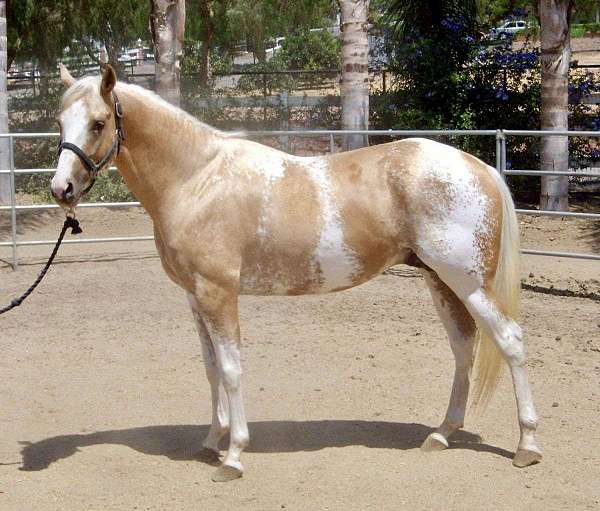 palomino-dominant-white--sabino-horse