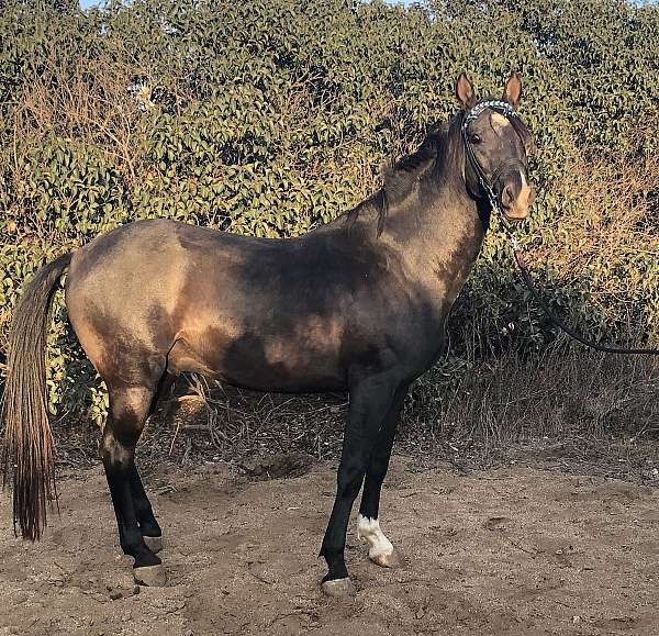 smokey-black-white-sock-horse