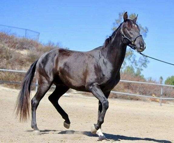 smokey-black-star-horse