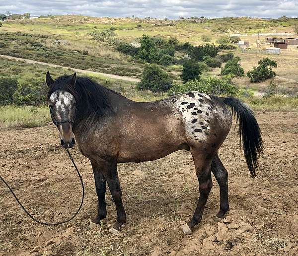 bay-roan-appaloosa-patterns-blanket-horse
