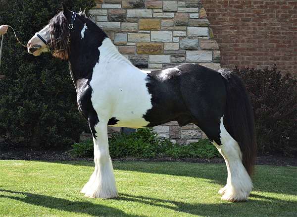 5050-black--white-horse