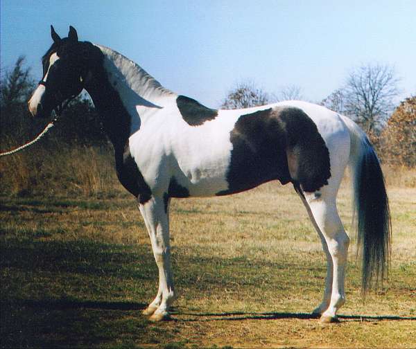 horse-of-the-year-pinto