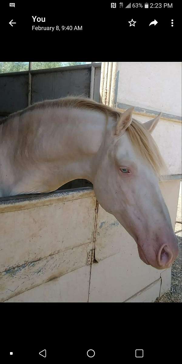 perlino-andalusian-stallion