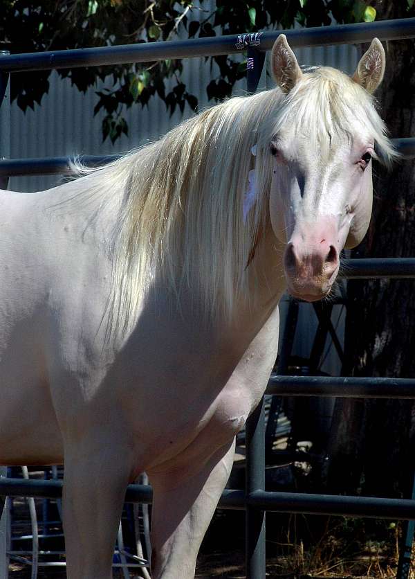 velvet-quarter-horse
