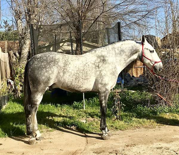 sicab-andalusian-horse