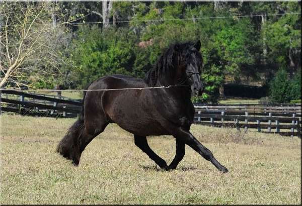 revised-andalusian-horse