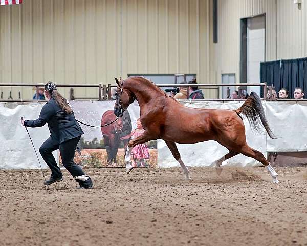 eventing-arabian-horse