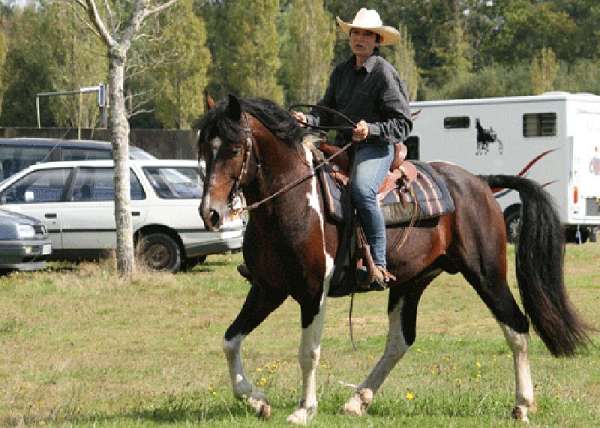 gaited-mfthba-curly-icho-horse-smooth-calm-intelligent-spotted-saddle-tennessee-walker