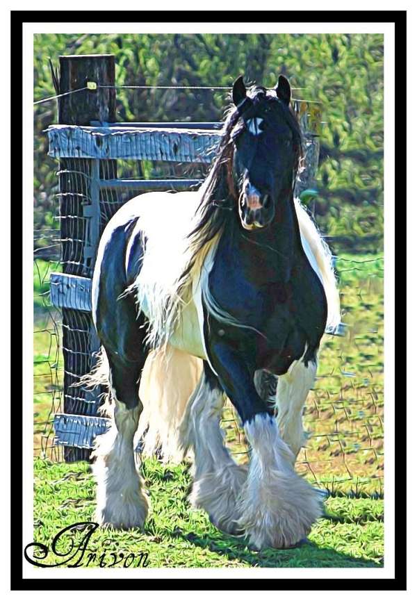 trained-gypsy-vanner-horse