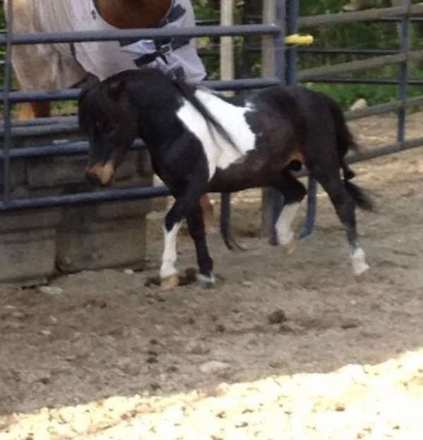 color-producer-miniature-horse