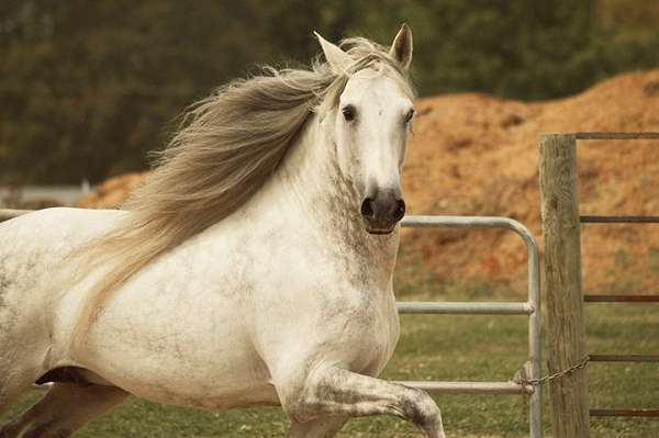 dapple-grey-andalusian-horse