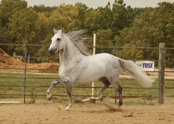 dappled-andalusian-horse