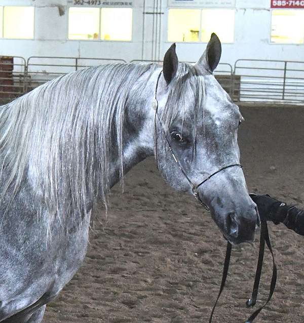 grey-arabian-pony