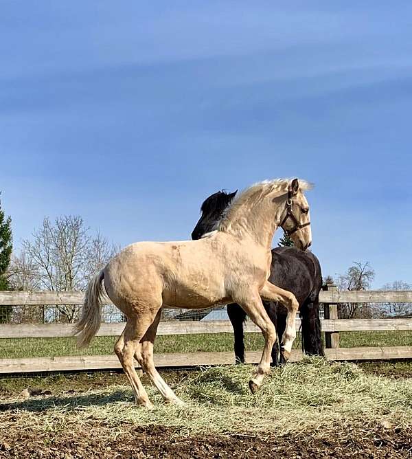 chestnut-andalusian-stallion