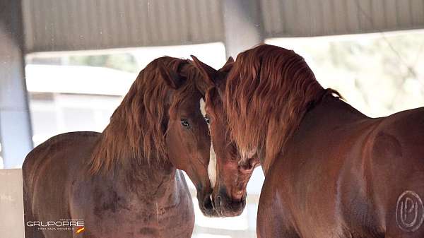 chestnut-blaze-horse