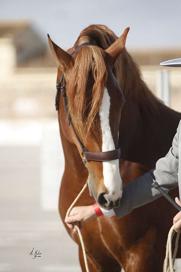 tall-andalusian-horse