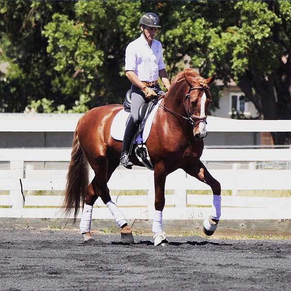 large-andalusian-horse