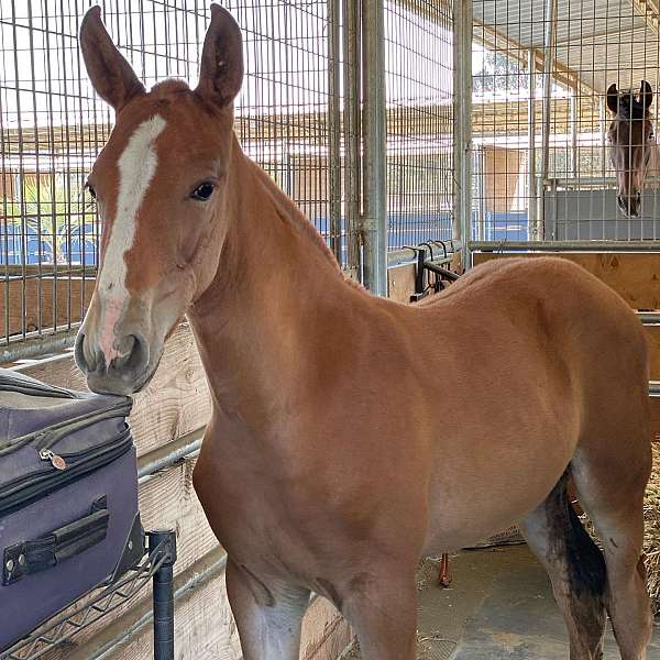 big-tall-andalusian-horse