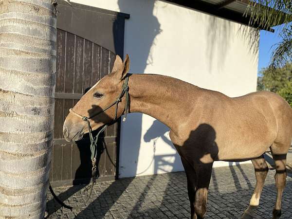 big-andalusian-horse