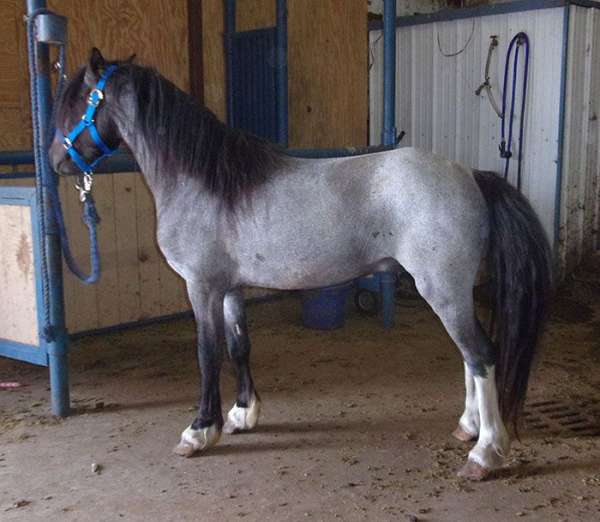 blue-roan-socks-horse