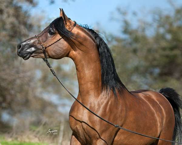 bay-halter-horse