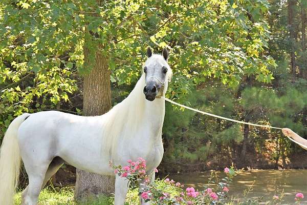 grey-halter-horse